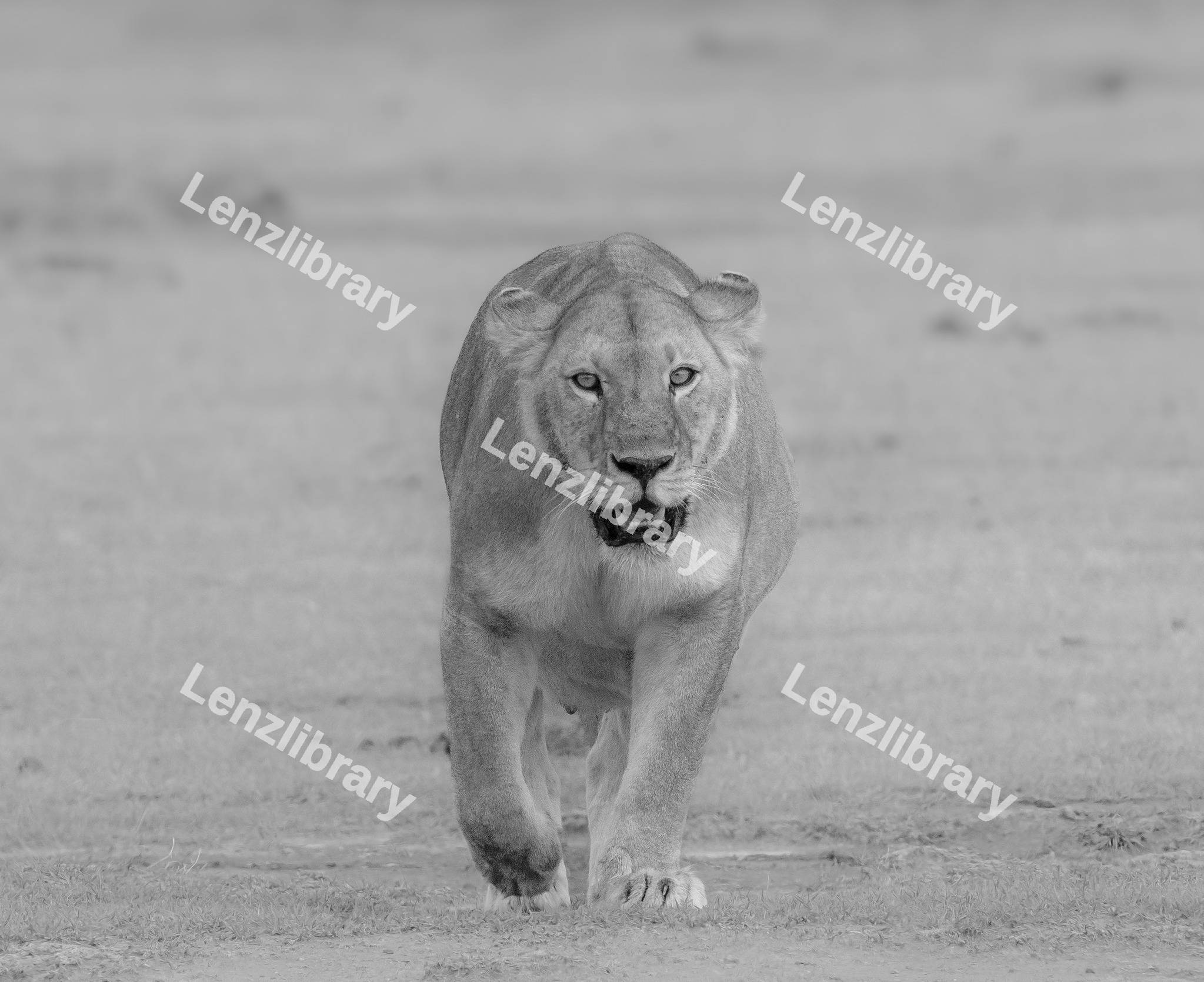 Lion walking in the jungle